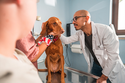 A mature female Veterinarian sits down in front of a senior Chocolate Lab and holds a stethoscope to his chest as she listens to his heart during a routine check-up.  She is wearing white scrubs and is focused on listening.