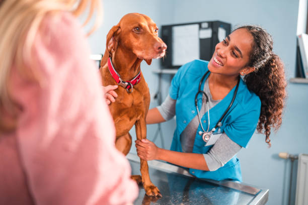 istock Smiling Young Female Vet Working With A Medium Size Short Hair Dog 1453786576