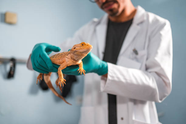 istock Veterinarian Holding A Small Domestic Reptile 1453786599