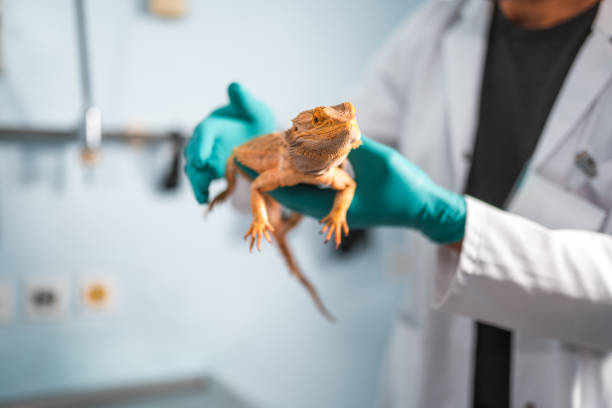 istock Cute Bearded Dragon At The Vet 1453786600
