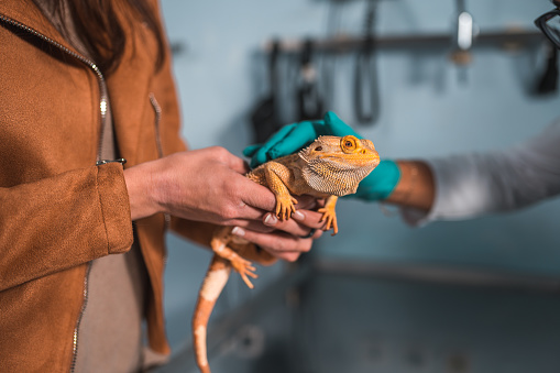 Young Caucasian woman holding a small reptile with her hands while at the veterinary. She is wearing casual clothes. There is a male vet touching the animal.