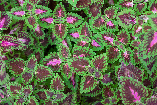 Top view of Green and Purple leaf of Coleus Forskohlii or Painted Nettle (Plectranthus scutellarioides) in the garden for background.