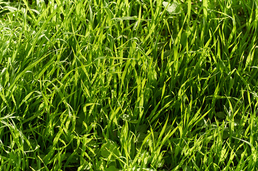 uncut green grass on sunny day