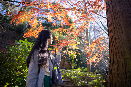 Japanese woman looking at maple leaves