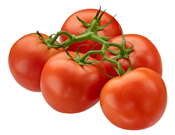istock Tomato branch isolated on white background 1453788276