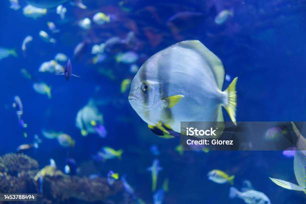 Platax Teira Also Known As The Teira Batfish Longfin Batfish Longfin Spadefish Or Round Faced Batfish Swimming Inside Blue Aquarium Tank Stock Photo - Download Image Now