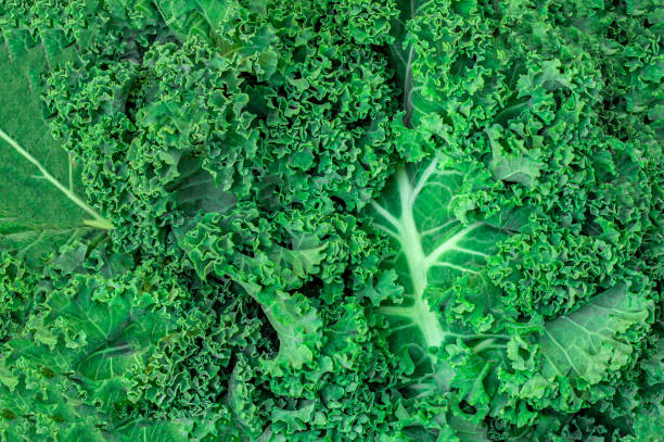 istock Kale leaf salad vegetable as a background. Texture of Cole salad  closeup. 1453790585