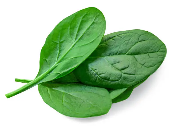 Pile of fresh green baby spinach leaves isolated on white background. Close up. Flat lay. Food concept. Macro concept.
