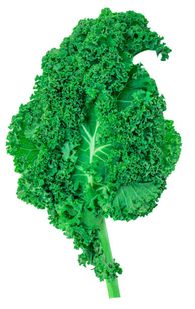 istock Kale leaf salad vegetable isolated on white background. Creative layout made of Cole salad  closeup. 1453790635