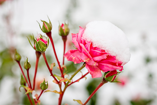 close up of a garden full of snow during a snowfall, decorated table with apples and Rose hips