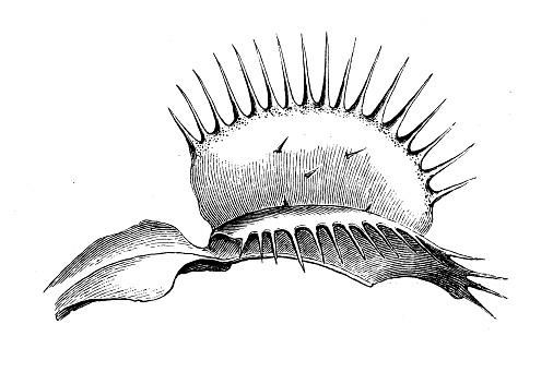 Antique biology zoology image: Venus flytrap