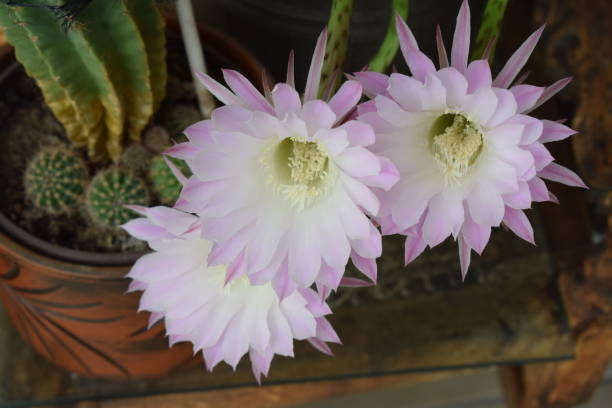 cactus flowers, queen of the night Rhineland-Palatinate night blooming cereus stock pictures, royalty-free photos & images