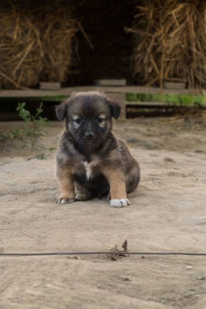 istock Cute brown german shepherd puppy 1453792864