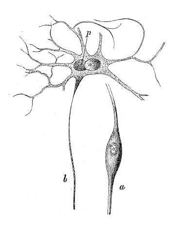 Antique biology zoology image: Bipolar ganglion cell, multipolar nerve cell