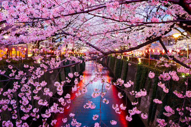 istock Cherry blossoms light up at night on the Meguro River 1453793048