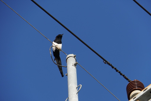 magpie perched on a power pole.