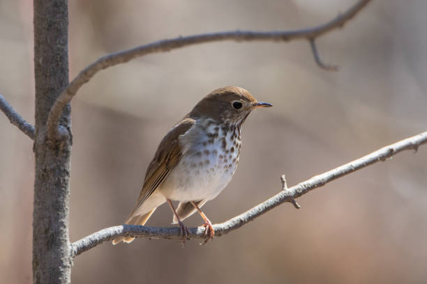 Hermit Thrush songbird perching on tree branch Closeup of brown songbird standing on tree branch in forest at springtime thrush bird stock pictures, royalty-free photos & images