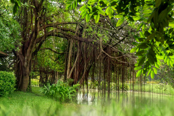 Free picture: Big tree with strong branches with a lake water in the ...