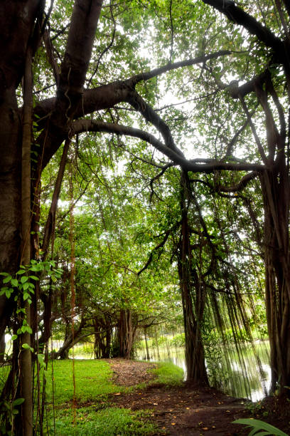 istock Tropical water front green landscape 1453794248