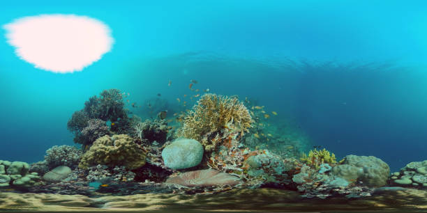 istock Coral reef and tropical fish. Philippines. 360-Degree view. 1453794623