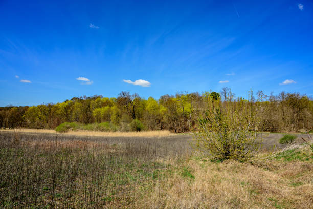 wiosenna łąka z kwitnącymi krzewami nad jeziorem "schwielowsee" między petzow i ferch - petzow zdjęcia i obrazy z banku zdjęć