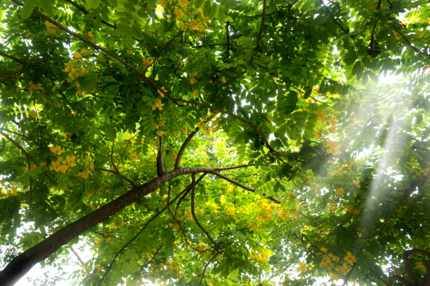 istock Low angle view of shiny tropical tree leaves 1453795180