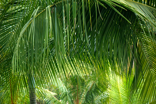 Black silhouette of one coconut palm tree isolated on white background