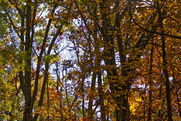 istock Autumn forest landscape with trees covered with orange leaves 1453796183