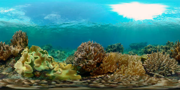 istock Coral reef and tropical fish. Philippines. 360-Degree view. 1453796300