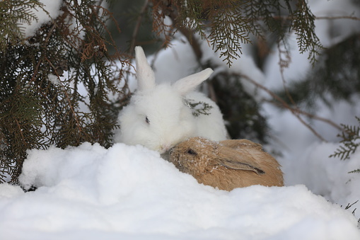 white hare in the forest in winter