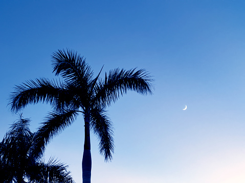 Silhouetted palm trees and crescent moon in twilight in Sarasota, Florida