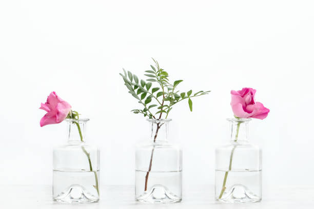 istock Bottle of essential oil with herbs on white background 1453797620
