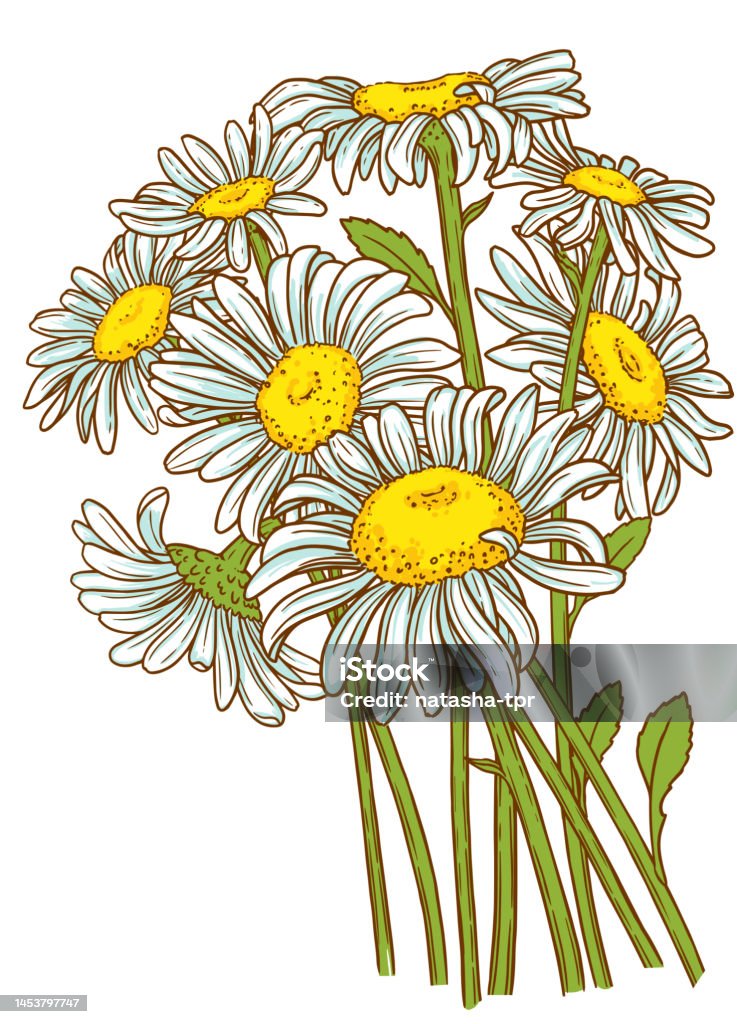 Wektorowa ilustracja rumianku. Bukiet kwiatów łąkowych - Grafika wektorowa royalty-free (Atrament) Wektorowa ilustracja rumianku. Bukiet kwiatów łąkowych - Grafika wektorowa royalty-free (Atrament)