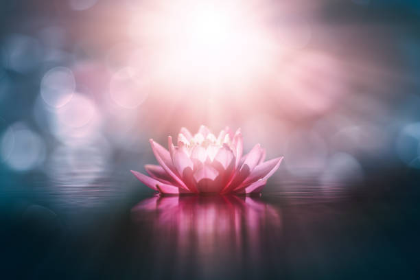 istock lotus flower in water with sunshine 1453797767