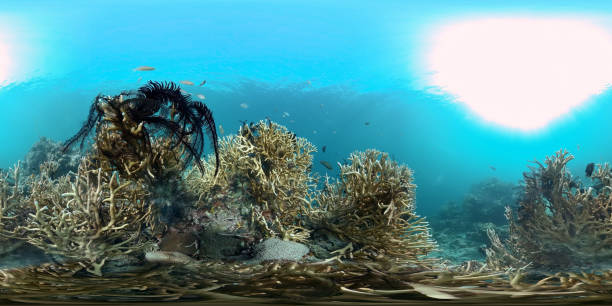 istock Coral reef and tropical fish. Philippines. 360-Degree view. 1453797896