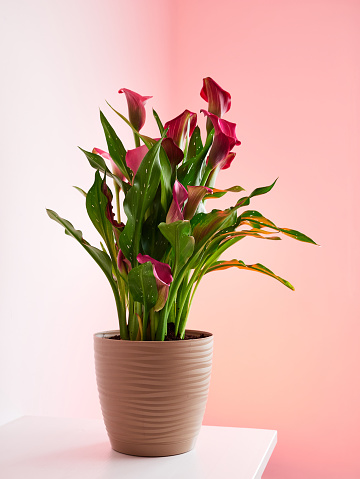Pink calla lily on a brown flowerpot isolated on light pink background