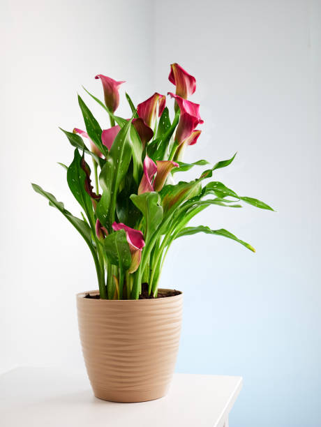 istock flowerpot with calla lilies 1453798109