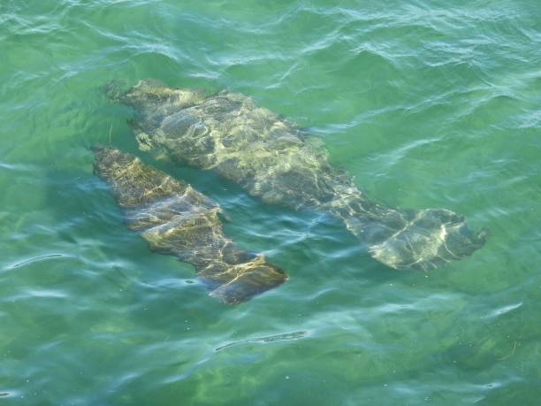 istock Manatee (Trichechus) - Mom and calf swimming in a Florida lagoon 1453798126