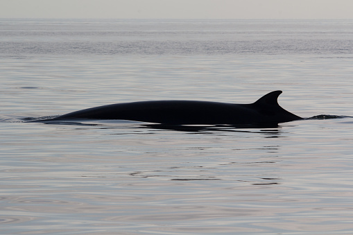 Biggs transient killer whales in Monterey Bay California