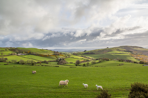 Rolling hills of Denbighshire, North Wales