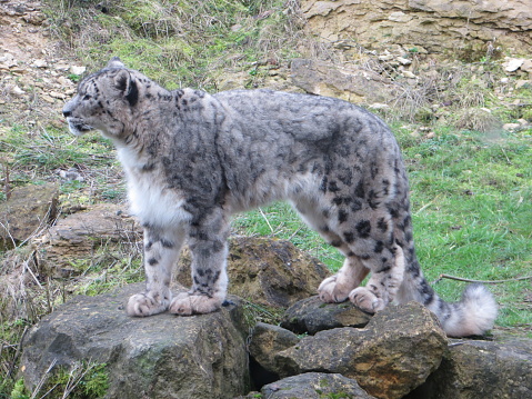 snow leopard falling from mountain top