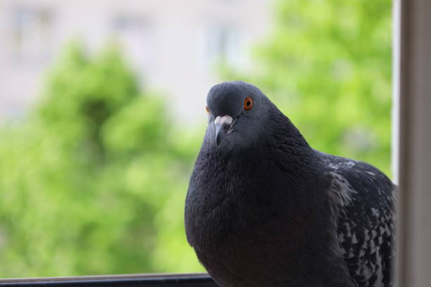 istock Dove closeup portrait, bird on the window 1453800577