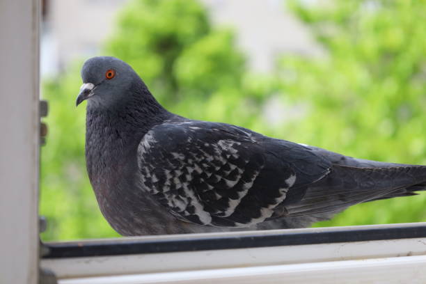 istock Dove closeup portrait, bird on the window 1453800584