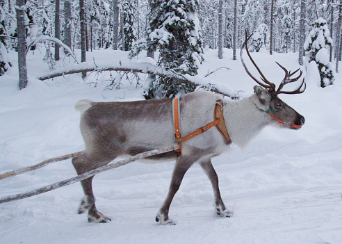 Reindeer in a snow forest
