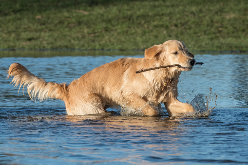 The Golden Retriever is a medium-large gun dog that was bred to retrieve shot waterfowl, such as ducks and upland game birds, during hunting and shooting parties