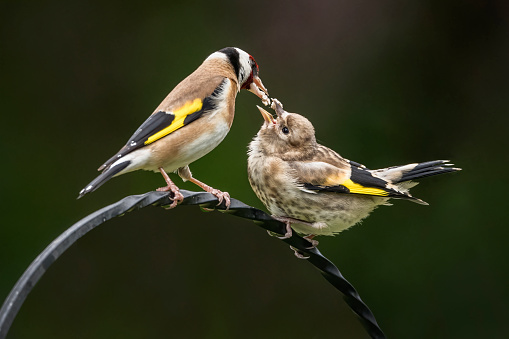 Hungry baby birds in nest.