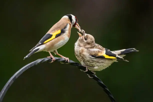 Goldfinch in springtime feeding chick