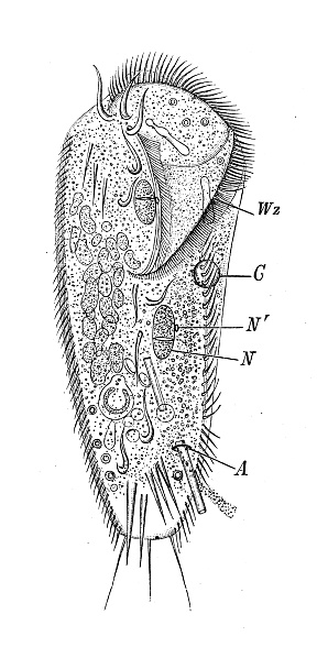 Antique biology zoology image: Stylonychia mytilus