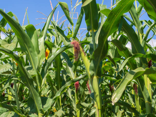 istock Cornfield in summer. Rows of green corn plants with cobs 1453804970