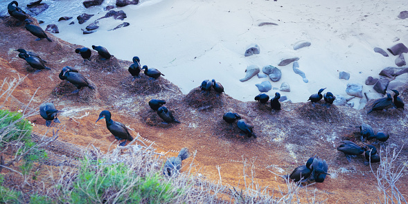 La Jolla Cove Beach Seascape, Tranquil beach cliffs with breeding cormorant birds nesting over the eggs at the protected wild animal sanctuary in La Jolla, San Diego, Southern California, USA
